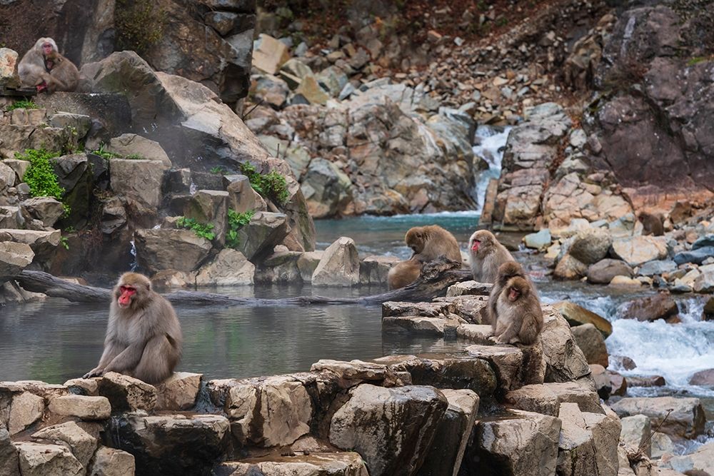 Japanese snow monkeys-macaques-sitting around the hot springs of Jigokudani Park art print by Sheila Haddad for $57.95 CAD